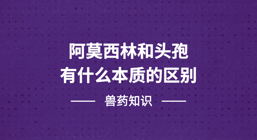 阿莫西林和头孢有什么本质的区别？