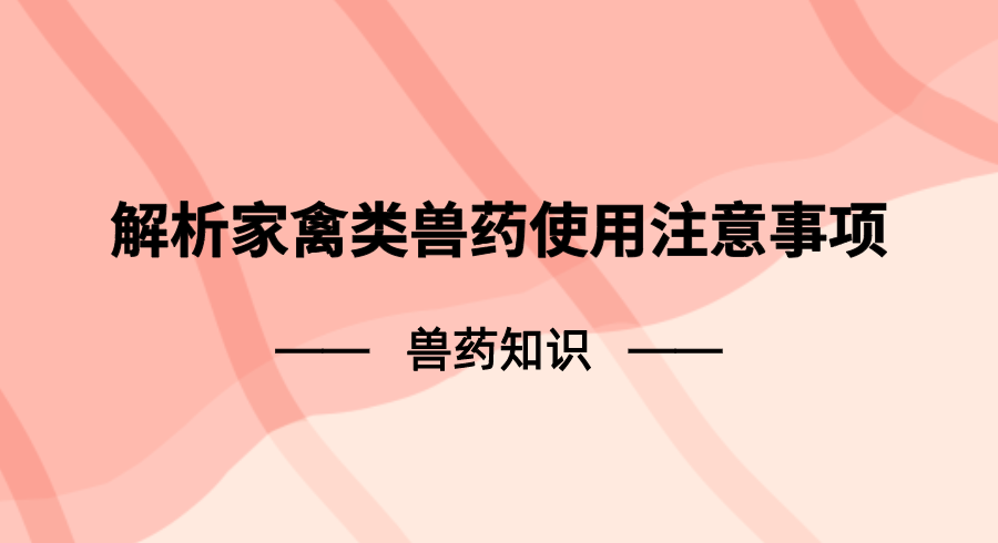 兽药知识 | 解析家禽类兽药使用注意事项