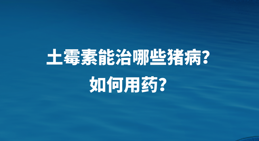 土霉素能治哪些猪病？如何用药？